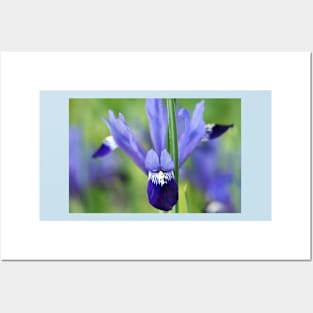 Iris &#39;Fabiola&#39; Reticulata Posters and Art